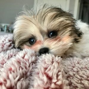 Meet your Posher, Elizabeth